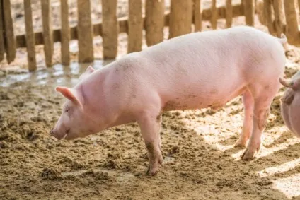 М'ясні породи свиней опис, продуктивність, вибір (продуктивність) М'ясні породи свиней опис, продуктивність, вибір