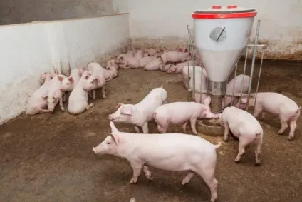 М'ясні породи свиней опис, продуктивність, вибір (вибір) М'ясні породи свиней опис, продуктивність, вибір