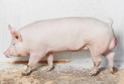 М'ясні породи свиней опис, продуктивність, вибір (російська велика біла) М'ясні породи свиней опис, продуктивність, вибір