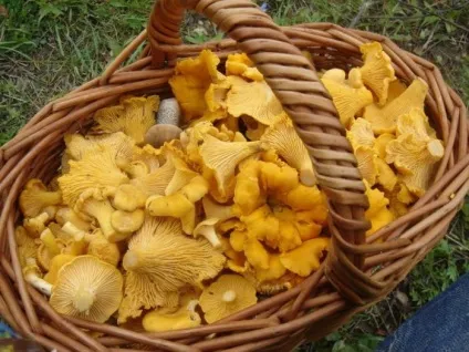 Чи можна заморозити лисички на зиму