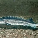 Мешканці азовського моря