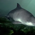 Мешканці азовського моря