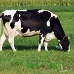 Огляд голштинської породи корів, їх характеристика та фото (фото) Огляд голштинської породи корів, їх характеристика та фото