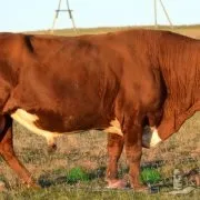 Огляд голштинської породи корів, їх характеристика та фото (голштинської) Огляд голштинської породи корів, їх характеристика та фото