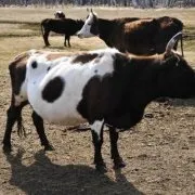 Огляд голштинської породи корів, їх характеристика та фото (породи) Огляд голштинської породи корів, їх характеристика та фото