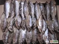 Мешканці азовського моря