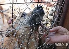 Один день з Зоозахисниця (марина Селезньова) Один день з Зоозахисниця