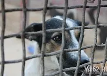 Один день з Зоозахисниця (марина Селезньова) Один день з Зоозахисниця