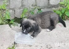 Один день з Зоозахисниця (один) Один день з Зоозахисниця