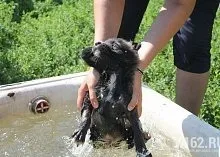 Один день з Зоозахисниця (Зоозахисниця) Один день з Зоозахисниця