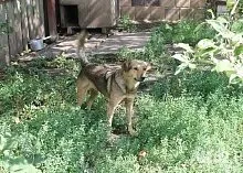 Один день з Зоозахисниця (один) Один день з Зоозахисниця