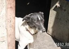 Один день з Зоозахисниця (кристина Феофанова) Один день з Зоозахисниця