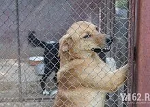 Один день з Зоозахисниця (Зоозахисниця) Один день з Зоозахисниця
