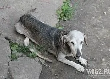 Один день з Зоозахисниця (марина Селезньова) Один день з Зоозахисниця