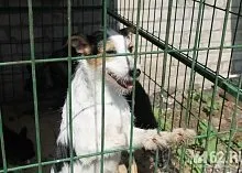 Один день з Зоозахисниця (кращі друзі) Один день з Зоозахисниця