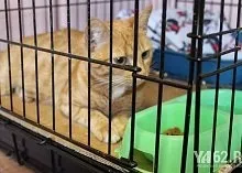 Один день з Зоозахисниця (марина Селезньова) Один день з Зоозахисниця