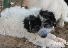 Один день з Зоозахисниця (кращі друзі) Один день з Зоозахисниця