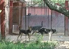 Один день з Зоозахисниця (день) Один день з Зоозахисниця
