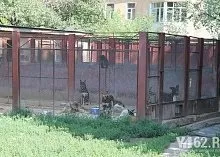 Один день з Зоозахисниця (зоозахисники) Один день з Зоозахисниця