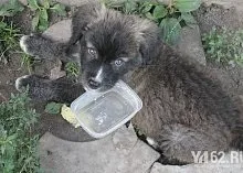 Один день з Зоозахисниця (зоозахисники) Один день з Зоозахисниця