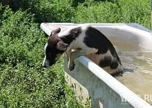 Один день з Зоозахисниця (день) Один день з Зоозахисниця