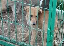 Один день з Зоозахисниця (день) Один день з Зоозахисниця