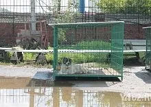 Один день з Зоозахисниця (Зоозахисниця) Один день з Зоозахисниця