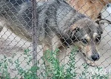 Один день з Зоозахисниця (Зоозахисниця) Один день з Зоозахисниця