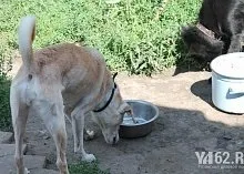 Один день з Зоозахисниця (марина Селезньова) Один день з Зоозахисниця