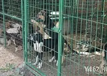 Один день з Зоозахисниця (Зоозахисниця) Один день з Зоозахисниця