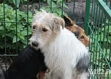Один день з Зоозахисниця (кристина Феофанова) Один день з Зоозахисниця