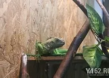 Один день з Зоозахисниця (один) Один день з Зоозахисниця