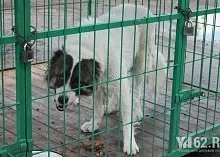Один день з Зоозахисниця (кристина Феофанова) Один день з Зоозахисниця