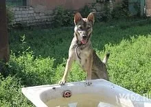 Один день з Зоозахисниця (Зоозахисниця) Один день з Зоозахисниця