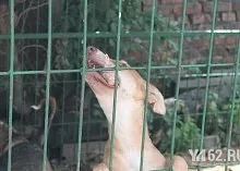 Один день з Зоозахисниця (зоозахисники) Один день з Зоозахисниця