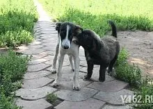 Один день з Зоозахисниця (зоозахисники) Один день з Зоозахисниця