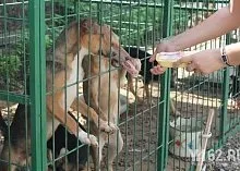 Один день з Зоозахисниця (Зоозахисниця) Один день з Зоозахисниця