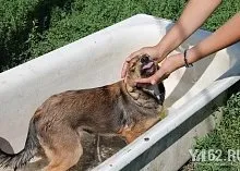 Один день з Зоозахисниця (кристина Феофанова) Один день з Зоозахисниця