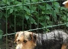 Один день з Зоозахисниця (марина Селезньова) Один день з Зоозахисниця