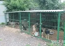 Один день з Зоозахисниця (марина Селезньова) Один день з Зоозахисниця