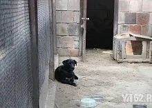 Один день з Зоозахисниця (Зоозахисниця) Один день з Зоозахисниця