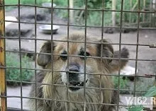 Один день з Зоозахисниця (зоозахисники) Один день з Зоозахисниця