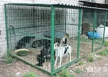 Один день з Зоозахисниця (один) Один день з Зоозахисниця