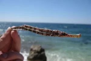 Мешканці азовського моря