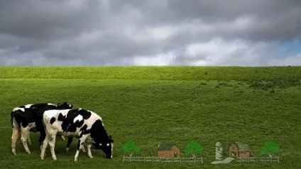Огляд голштинської породи корів, їх характеристика та фото (голштинської) Огляд голштинської породи корів, їх характеристика та фото