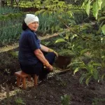 Про вирощування овочів на Уралі (урале) Про вирощування овочів на Уралі