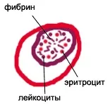 Опис препаратів на занятті № 05 (препаратів) Опис препаратів на занятті № 05