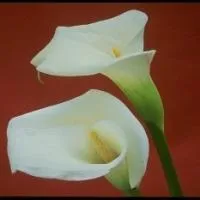 Пам'яті моєї подруги (анна никки) (пам'ять) Пам'яті моєї подруги (анна никки)