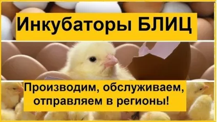 Визначення статі у індичат