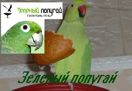 Визначення статі у індичат
